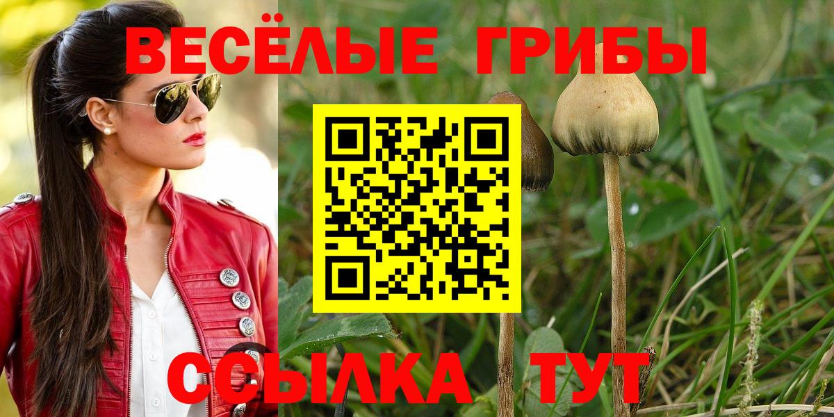Галлюциногенные грибы Psilocybe Шуя